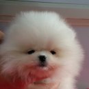 화이트포메라니안 이미지