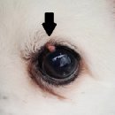 대치수동물병원 이미지