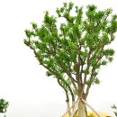 부활농장 이미지