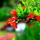 무등산 반딧불이 마을에서 찍은 석류꽃 과 자귀나무 이미지