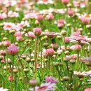 시청앞 스크린골프 이미지