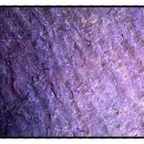 함안 용산리 함안층 새발자국화석 산지 이미지