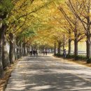 은행나무길 이미지