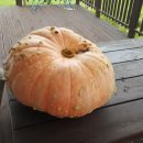 하늘농장5 이미지