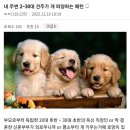 내 주변 2~30대 견주가 개 파양하는 패턴 이미지