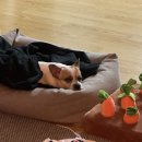 파도고개로 이미지