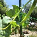 6.15 농장 이미지