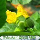 더일구다