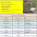 6월 16일. 한국의 탄생화와 부부 사랑 / 송엽국, 번행초, 리빙스턴데이지, 바위솔국 이미지