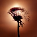 추억의 그림자 이미지