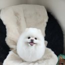 놀러오개 애견유치원 애견호텔 에버랜드점 이미지