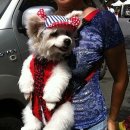 도그라이프 이미지