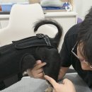 코하네) 코카의 경추보호기 착용 이미지