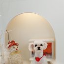 빙그루밍 이미지