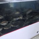 풍세솥뚜껑매운탕