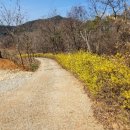 개나리꽃농원 이미지