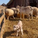 고향목장 이미지