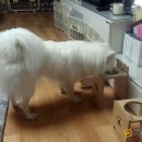 오마이펫 | 빼빼,설리,설하의 이름이 담긴 오마이펫 식탁♥강아지식탁후기