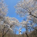 (주)남산 | 🌸 서울 남산 벚꽃 만개 후기 (4월 첫째 주 토요일 방문) 🌸