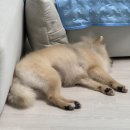 더 펫 애견샵 | 광안리애견미용 쁘띠몽펫샵 포메라니안 위생미용목욕 후기