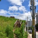 김안정 묘 및 출토묘비 이미지