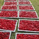 금잔디농원 이미지