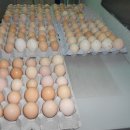 풍년농약종묘사 이미지