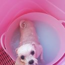 아토 강아지 미용실 이미지