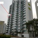 한라동백@ 이미지