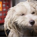 댕댕이 카페 이미지