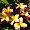 하와이를 상징하는 꽃 플루메리아(Plumeria) 이미지