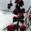 대구여자상업고등학교 이미지