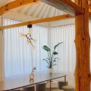 용문 애견 이미지