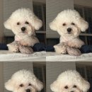 민's 펫살롱 이미지