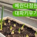베란다텃밭 방울토마토키우기 실내화초 플라팜 화분으로 플랜테리어 이미지
