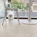 마릴린펫 이미지