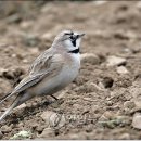 종다리공원 이미지