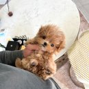 도로시 퍼피 이미지