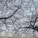 다비치안경서현점 | [성남 벚꽃명소1] 피크닉을 즐길수 있는 성남 '서현 공공공지 피크닉장' 벚꽃 길