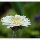 하얀민들레 이미지