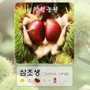 [유실수⑪] 밤 종류 – 대보, 삼조생, 옥광 이미지