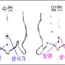 햄스터에 대하여 이미지