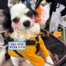 펫# | 벡스코 2025 부산펫쇼 관람 후기 ദ്ദി ≽^⎚˕⎚^≼