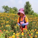 홍화 연합뉴스