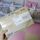 원칸통상 | 18.05.03 :: 슈슈이모가 보내주신 그린피드 티모시를 먹어요!(애정이웃 후기)