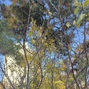 서래초등학교 이미지