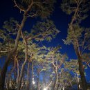 계리입구 소나무 숲 | 춘천 소나무숲속 힐링 대형카페 로스팅 원두에 진심인 소울 로스터리