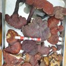 자연산 황철갓,편상황 영지버섯 재배 건재지치 판매 (가격수정) 이미지