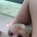 또보개 이미지