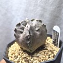 수원-0943 이미지